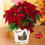 POINSETTIA TOXICITY MYTH